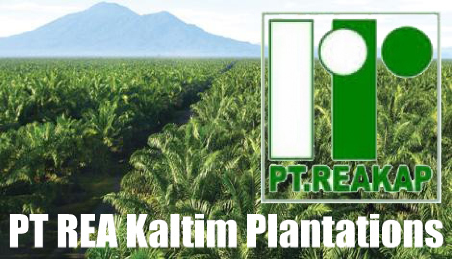 Walk In Interview PT Rea Kaltim Plantations 2023